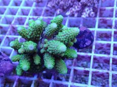 画像1: No.63 フィジー産 ツツユビミドリイシ (1)