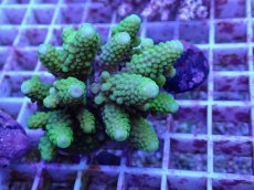 画像2: No.63 フィジー産 ツツユビミドリイシ (2)