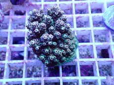 画像1: No.64 フィジー産 クシハダミドリイシ (1)