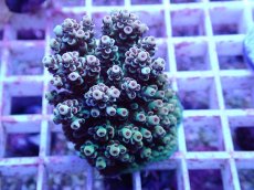 画像2: No.64 フィジー産 クシハダミドリイシ (2)