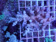 画像1: No.65 オーストラリア産 ロリペス (1)