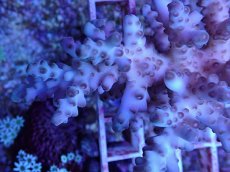 画像2: No.65 オーストラリア産 ロリペス (2)