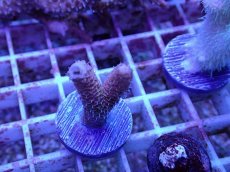 画像1: No.66 ハイマツミドリイシ (1)