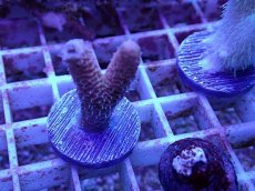 画像2: No.66 ハイマツミドリイシ (2)