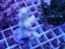 画像1: No.67 ハイマツミドリイシ (1)