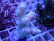 画像2: No.67 ハイマツミドリイシ (2)