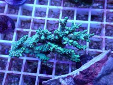 画像1: No.68 深場ミドリイシ (1)