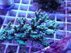 画像2: No.68 深場ミドリイシ (2)