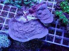 画像1: No.69 オーストラリア産 ハマサンゴSP　？？ (1)