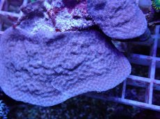 画像2: No.69 オーストラリア産 ハマサンゴSP　？？ (2)