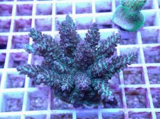 画像1: No.70 フィジー産 浅場ミドリイシ (1)