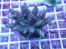 画像2: No.70 フィジー産 浅場ミドリイシ (2)