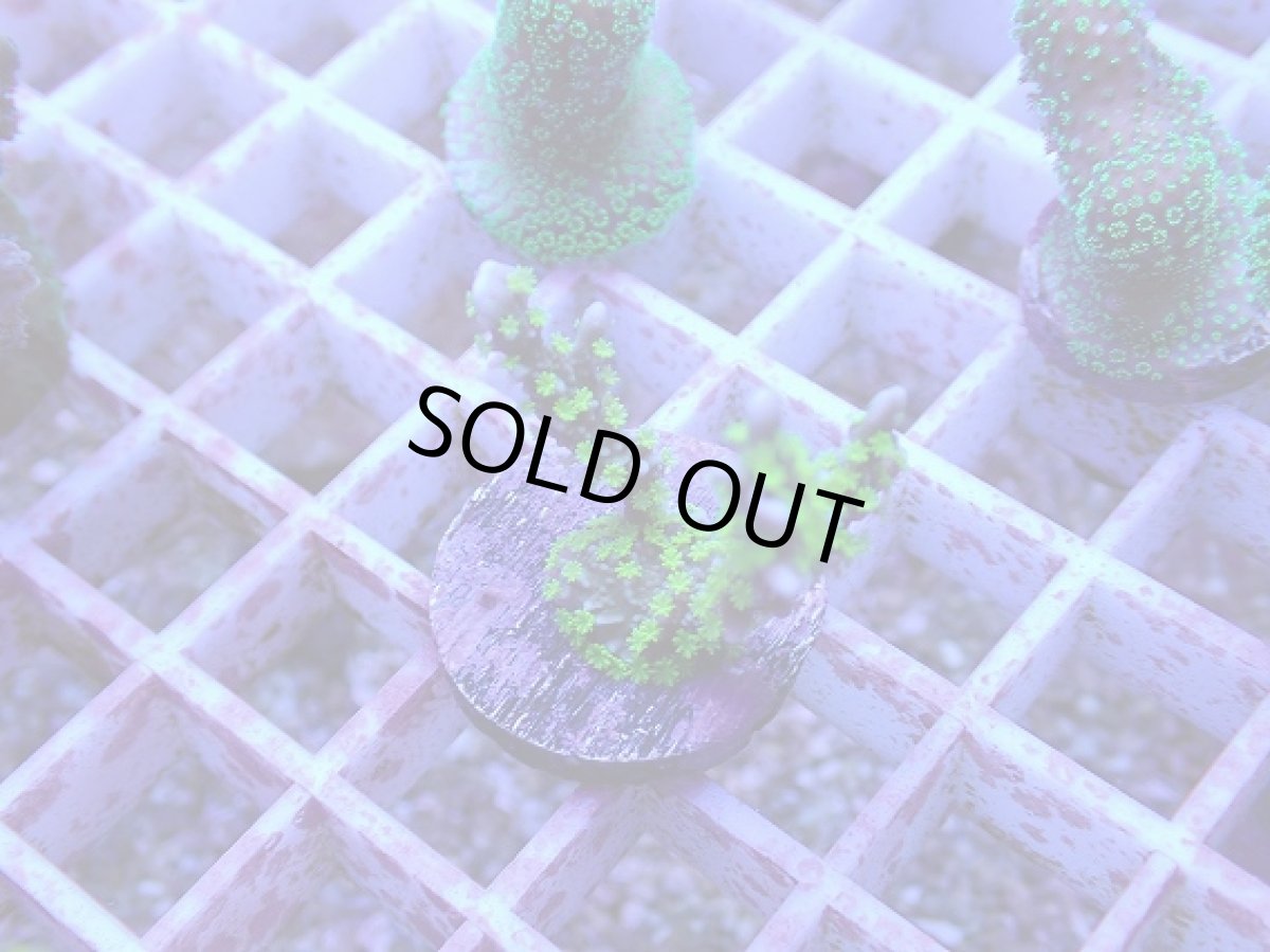 画像1: No.71 メデューサコモン (1)