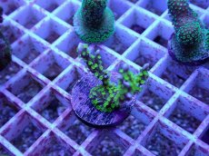 画像1: No.71 メデューサコモン (1)