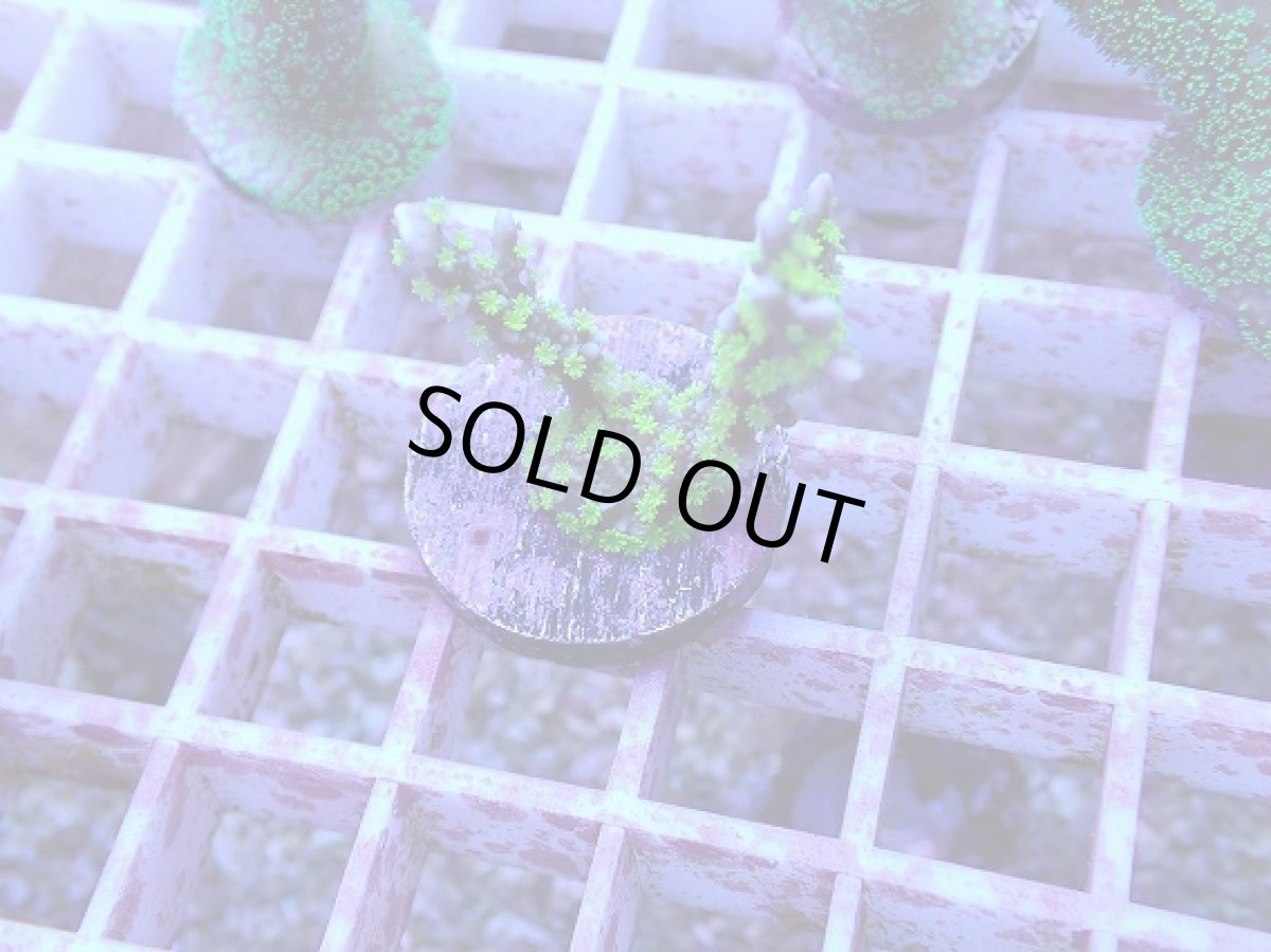 画像2: No.71 メデューサコモン (2)