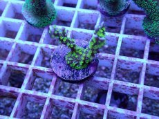 画像2: No.71 メデューサコモン (2)