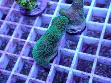 画像1: No.72 フィジー産 ショウガサンゴ (1)