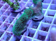 画像2: No.72 フィジー産 ショウガサンゴ (2)