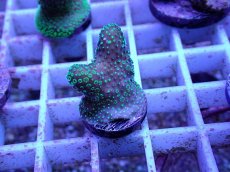 画像1: No.73 フィジー産 ショウガサンゴ (1)