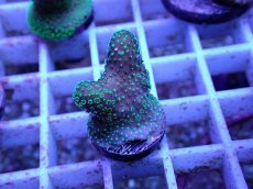 画像2: No.73 フィジー産 ショウガサンゴ (2)