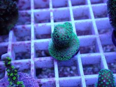 画像1: No.74 フィジー産 ショウガサンゴ (1)