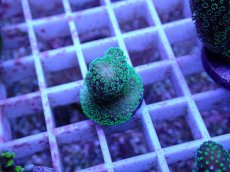 画像2: No.74 フィジー産 ショウガサンゴ (2)