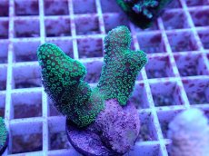 画像1: No.75 フィジー産 ショウガサンゴ (1)