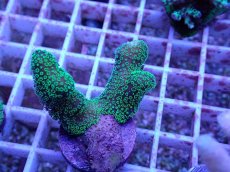 画像2: No.75 フィジー産 ショウガサンゴ (2)