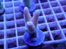 画像1: No.76 ハイマツミドリイシ (1)