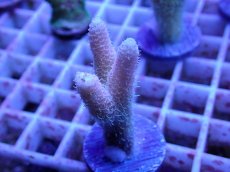 画像2: No.76 ハイマツミドリイシ (2)