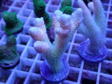 画像1: No.77 ハイマツミドリイシ (1)