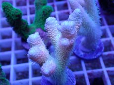 画像2: No.77 ハイマツミドリイシ (2)