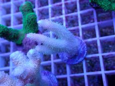 画像1: No.78 ハイマツミドリイシ (1)