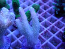 画像2: No.78 ハイマツミドリイシ (2)