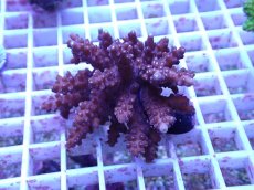 画像1: No.79 フィジー産 浅場ミドリイシ (1)