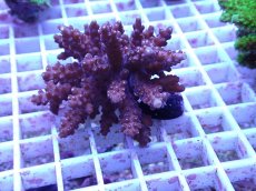 画像2: No.79 フィジー産 浅場ミドリイシ (2)