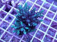 画像1: No.80 フィジー産 浅場ミドリイシ (1)