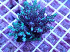 画像2: No.80 フィジー産 浅場ミドリイシ (2)