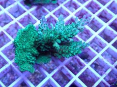 画像1: No.81 フィジー産 浅場ミドリイシ (1)