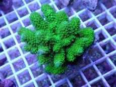 画像1: No.82 フィジー産 ツツユビミドリイシ (1)