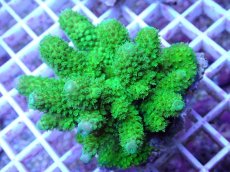 画像2: No.82 フィジー産 ツツユビミドリイシ (2)