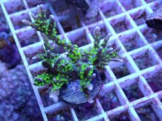 画像1: No.83 メデューサコモン (1)