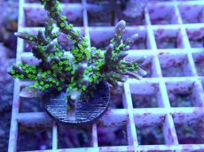 画像2: No.83 メデューサコモン (2)