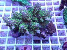 画像1: No.84 フィジー産 トゲホソエダミドリイシ (1)