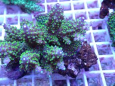 画像2: No.84 フィジー産 トゲホソエダミドリイシ (2)