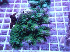 画像1: No.85 フィジー産 トゲホソエダミドリイシ (1)