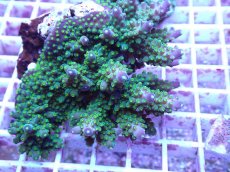 画像2: No.85 フィジー産 トゲホソエダミドリイシ (2)