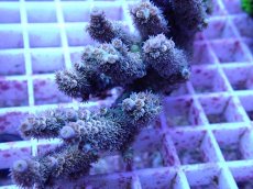 画像2: No.86 ウスエダミドリイシ (2)