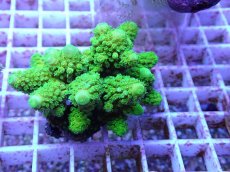 画像1: No.87 フィジー産 ツツユビミドリイシ (1)