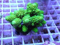 画像2: No.87 フィジー産 ツツユビミドリイシ (2)